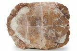Colorful Inflated Fossil Tortoise (Stylemys) - South Dakota #355980-9